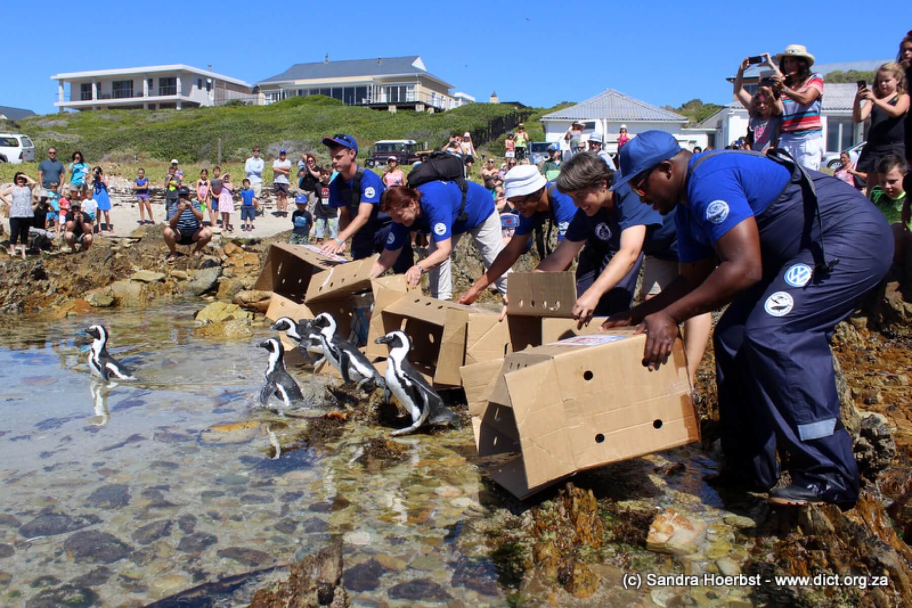 Beach Release In Kleinbaai