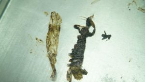Plastic wrapper easily confused with prawn