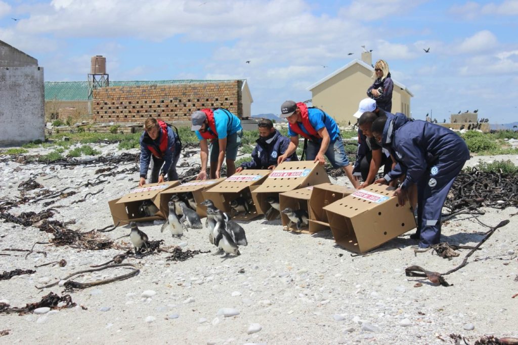 Releasing Penguins On Dyer Island