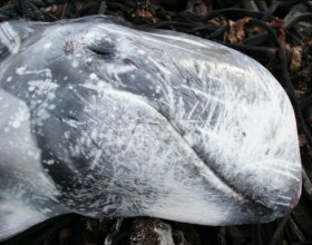 web_dolphinhead