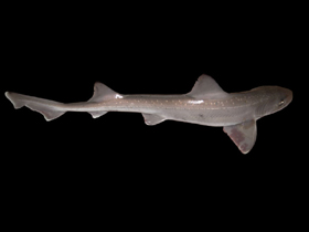 shark_smoothhound