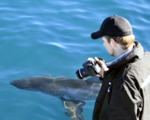 blog_shark