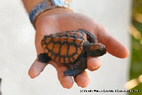 turtle