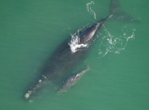 motherandcalf(1)