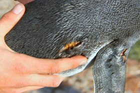 newsalertpenguin_injuredpenguin