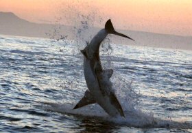 blog_shark_breech