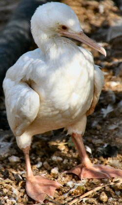 web_albinocormorant