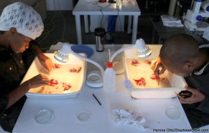 web_sharkdisection1