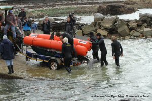 dead great white shark