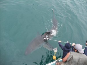 great white shark tracking