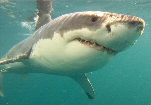 great white shark anarchy