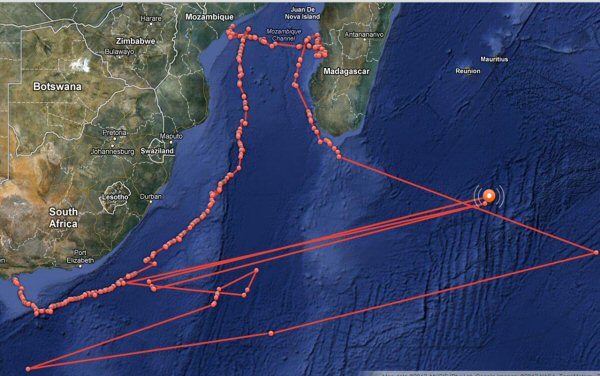 great white shark tag map
