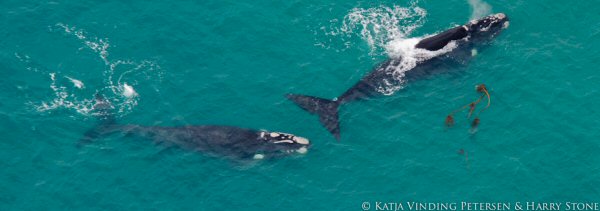 southern right whales