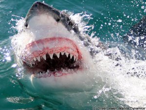 Great white shark
