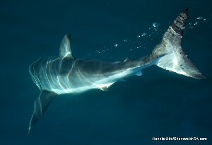 great white shark