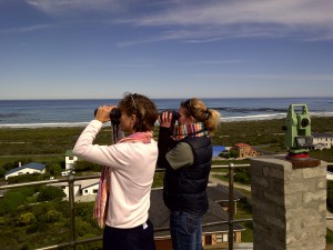 The team scanning the area with binoculars, searching for whales, dolphins and boats.