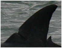 dolphin dorsal fin
