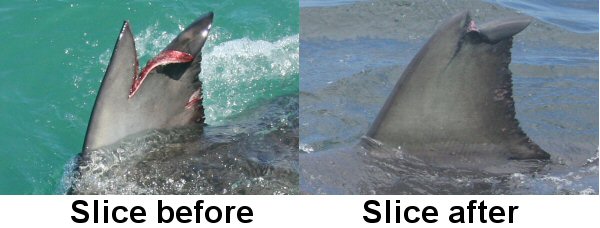 slice