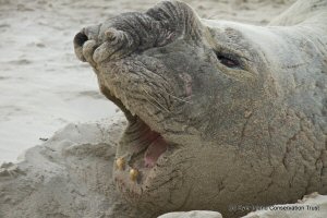 elephant seal