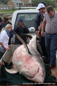 great white shark
