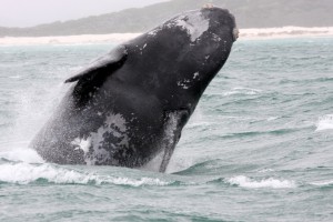 southern right whale