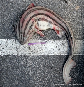 striped cat shark