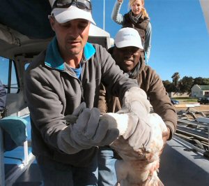 Giant petrel rescue