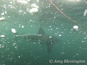 great white shark