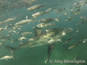great white shark
