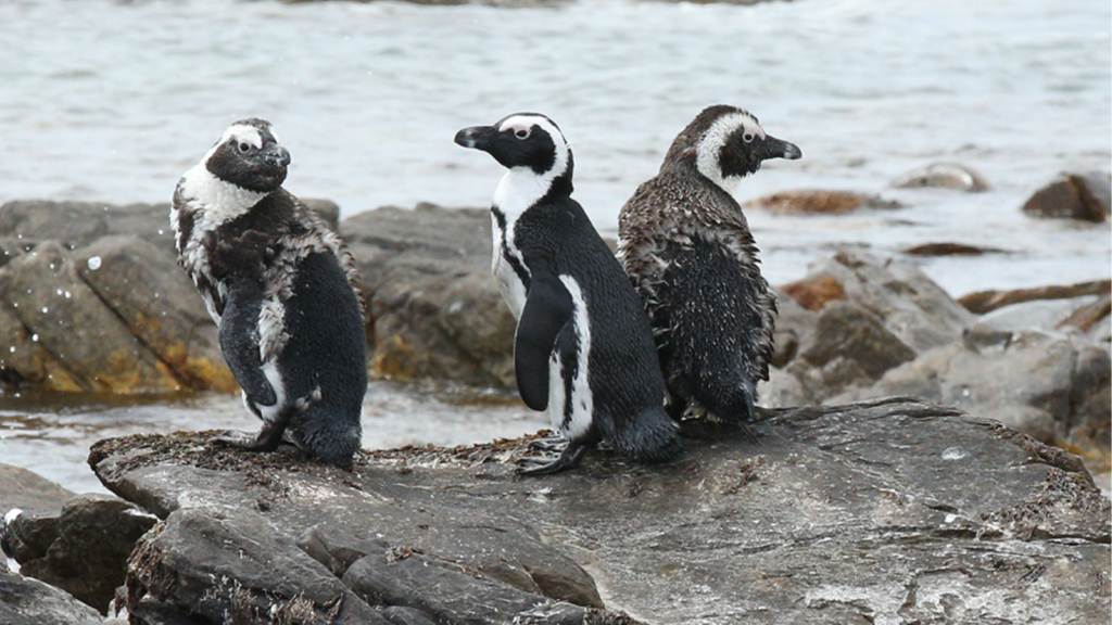 African penguin nearly completed moult