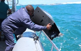 Unboxed - African penguin release