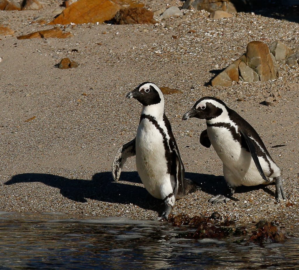 African Penguin