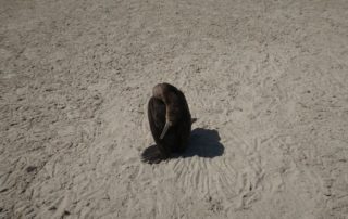 Cape cormorant suffering from Avian Influenza