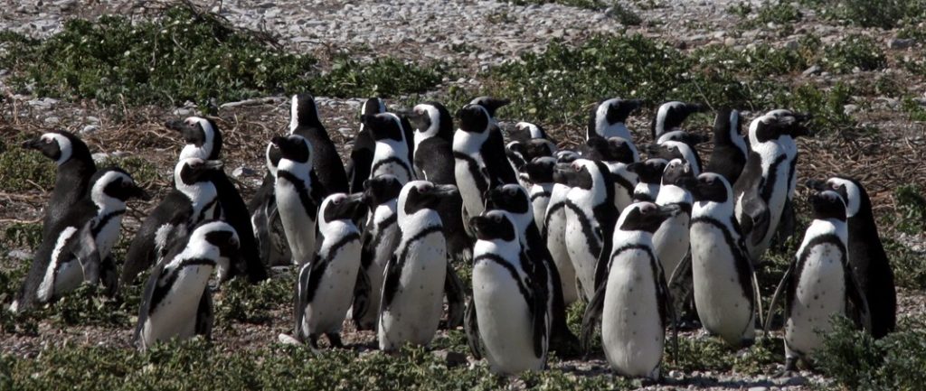 African penguins and Cape cormorants