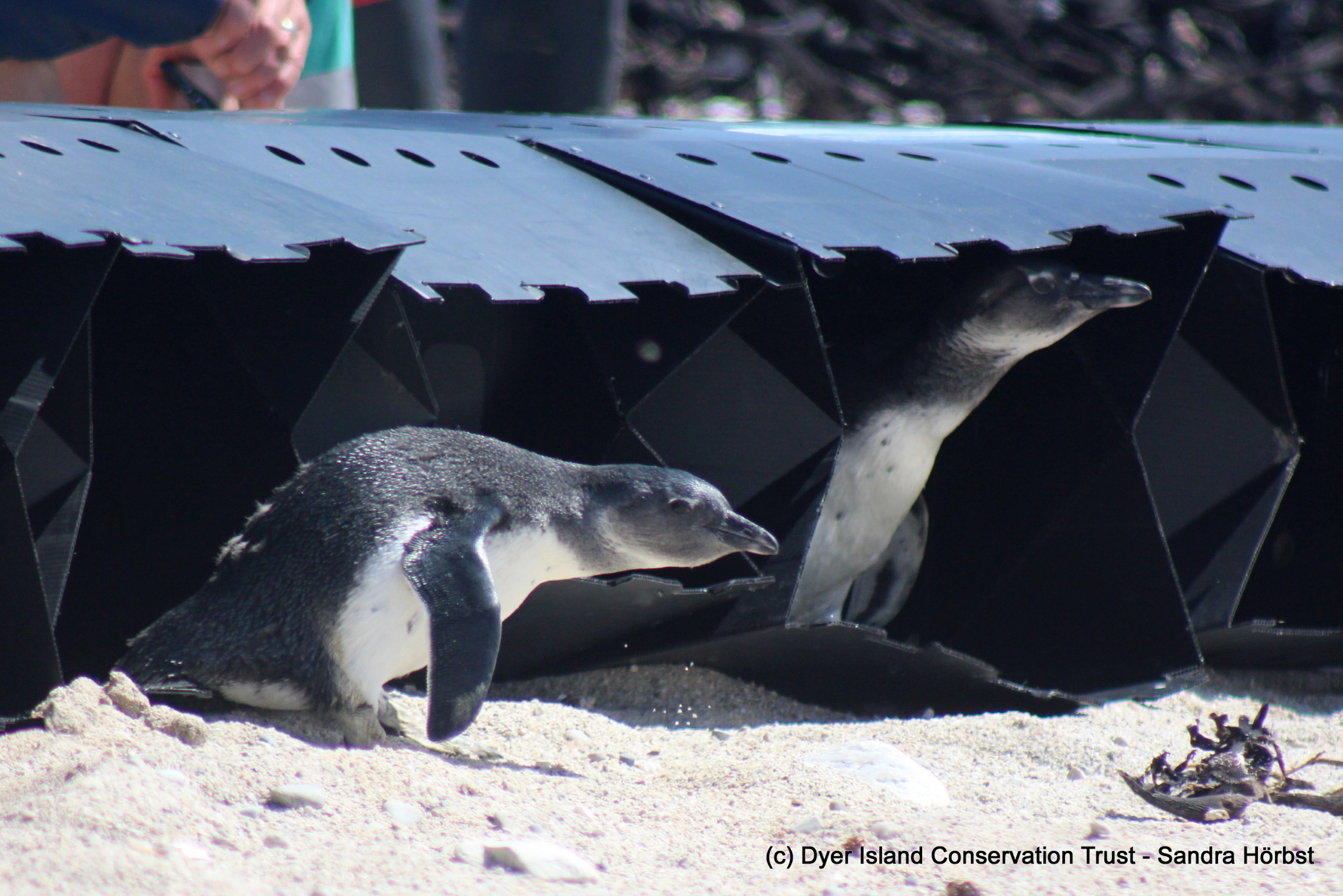 African Penguin fledglings at release