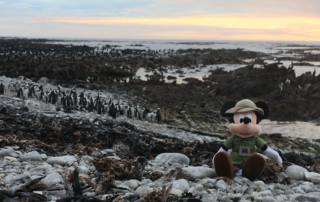 Mickey On Dyer Island