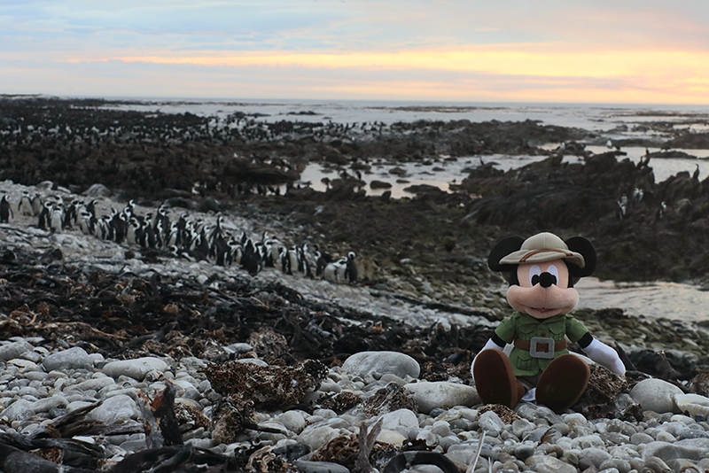 Mickey On Dyer Island