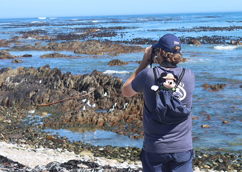 Mickey Mouse Dyer Island Seabird Ranger