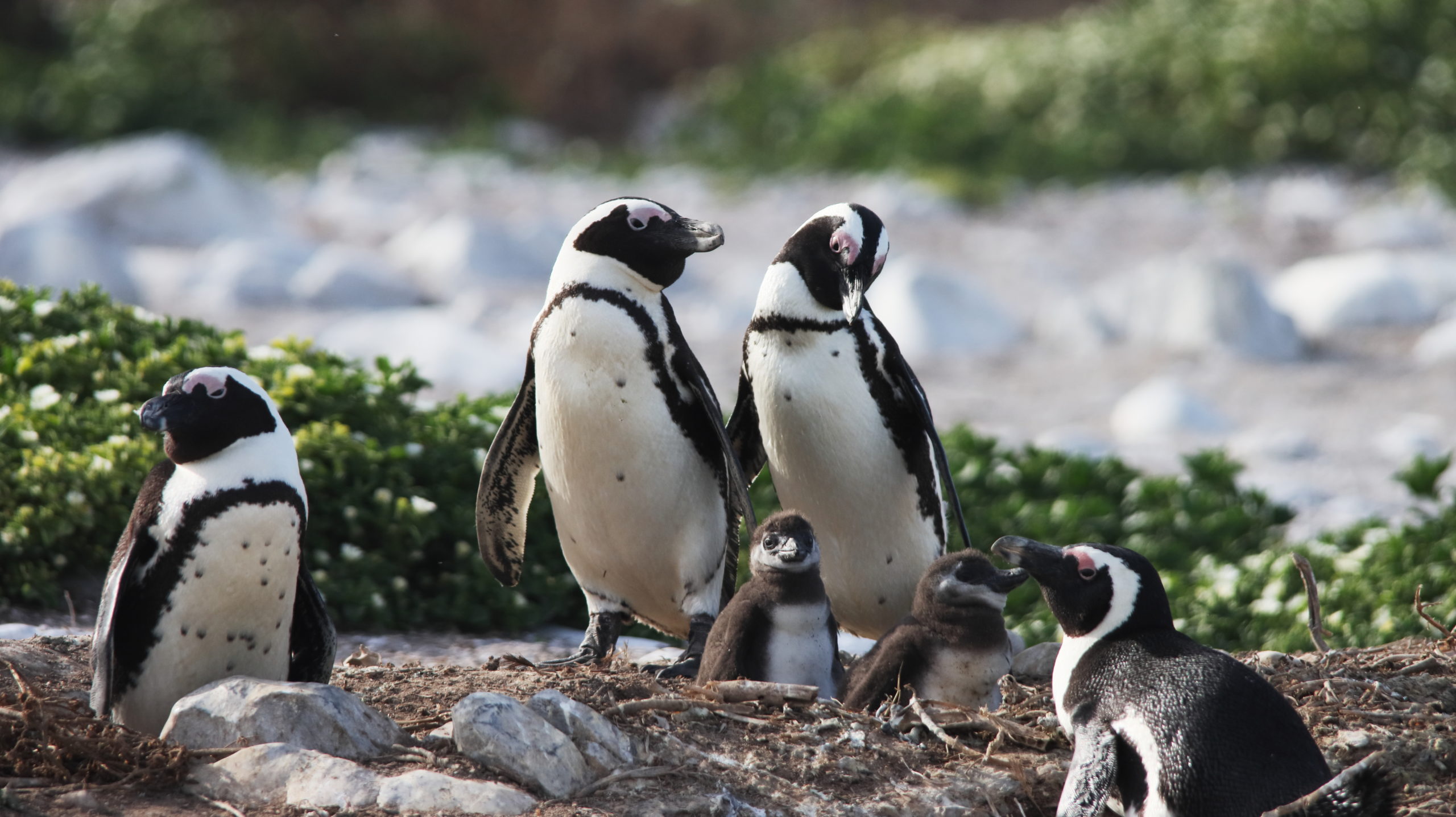 Adult African Penguin and chicks