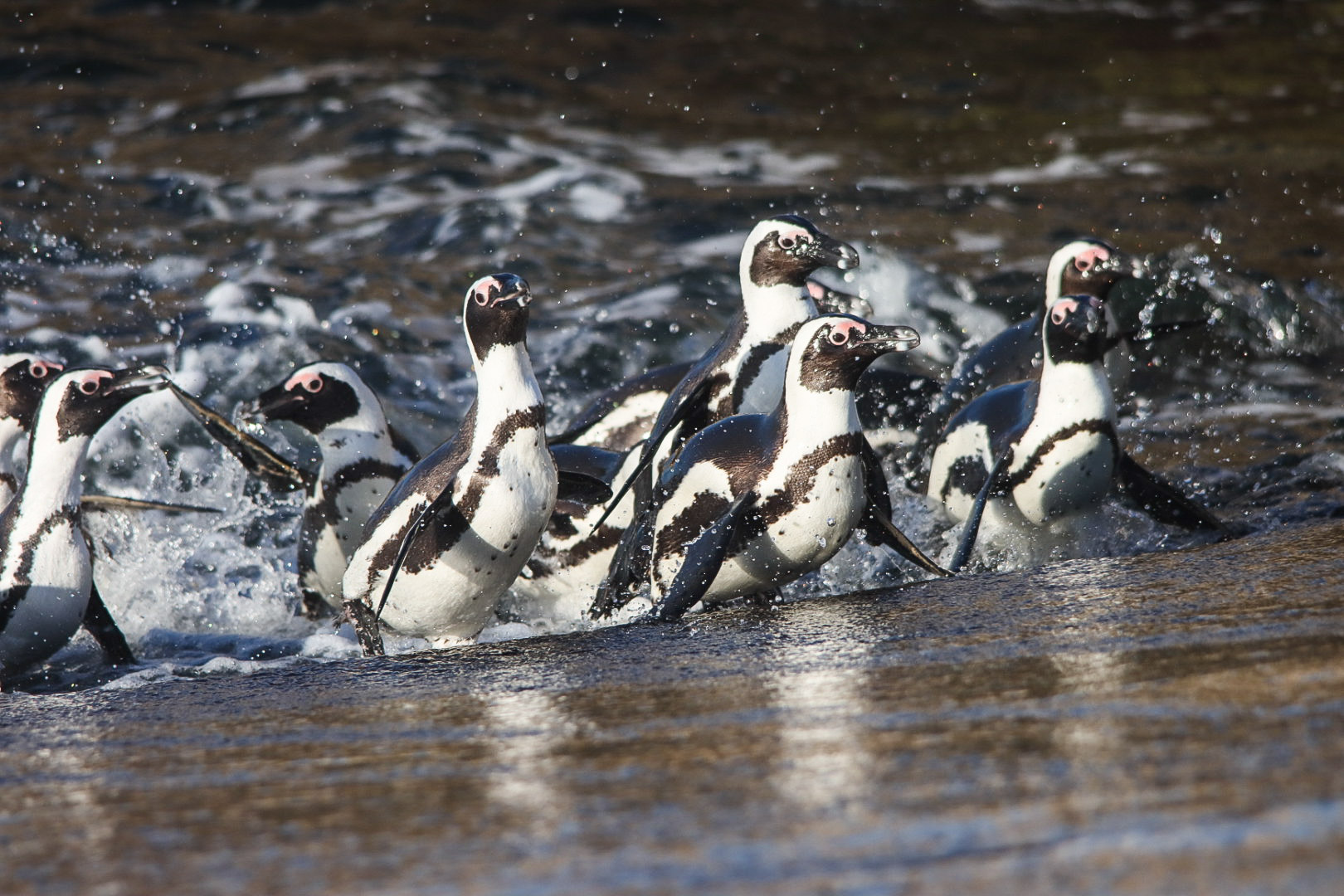 African penguins exiting the sea