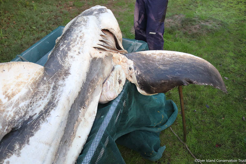 Great White shark necropsy 22062022