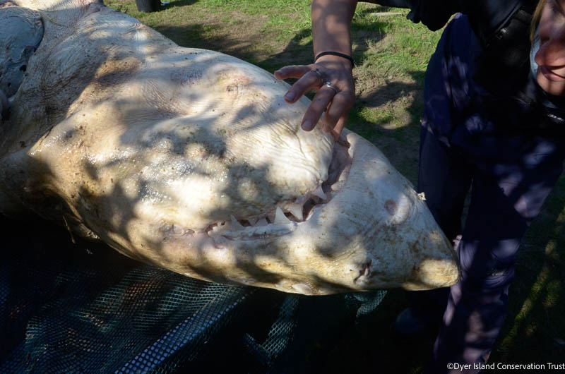 Deceased Great White Shark necropsy 