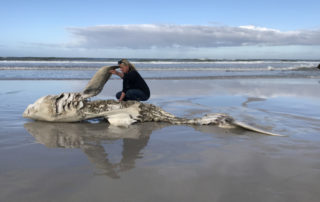 Lead author Alison Towner with the carcass of a Great White Shark, washed up on shore following an Orca attack