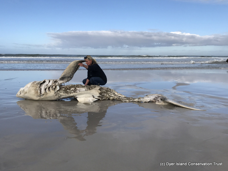 Lead author Alison Towner with the carcass of a Great White Shark, washed up on shore following an Orca attack