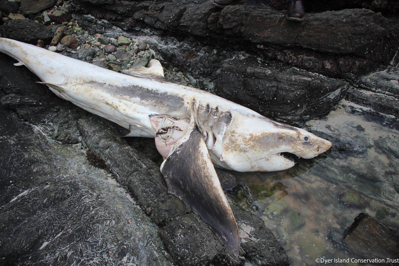 deceased great white shark South Africa 2022