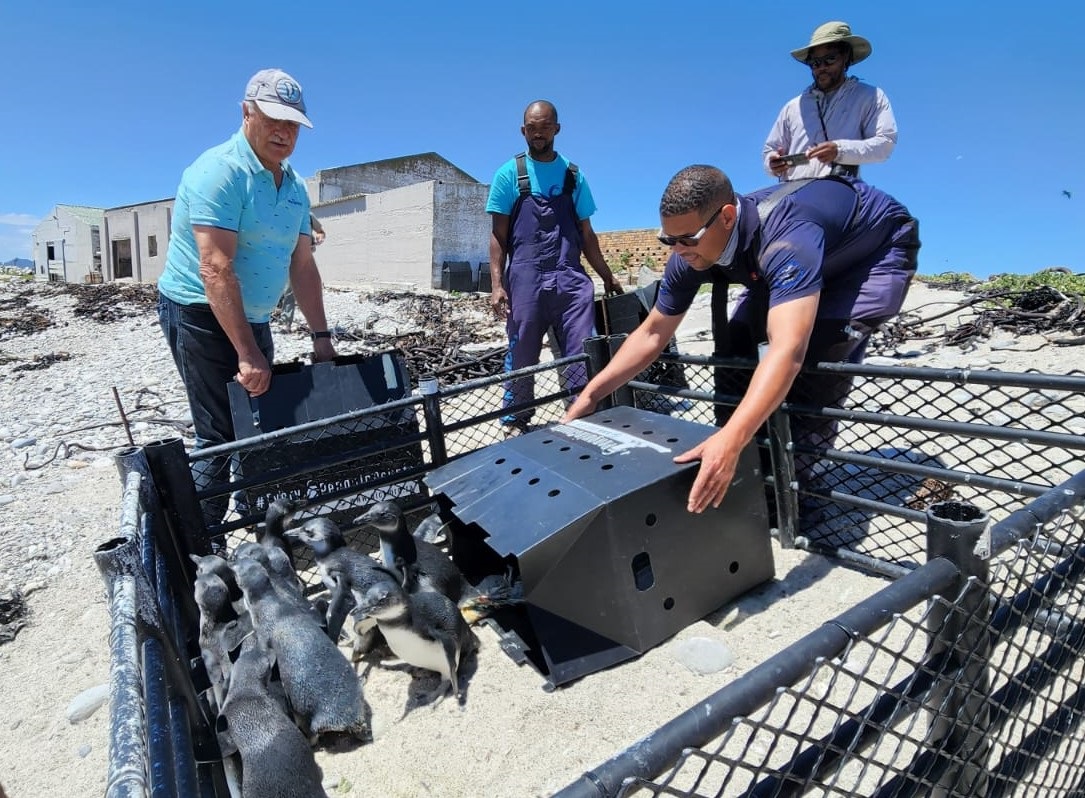 Wilfred Chivell And Apss Releasing Penguins