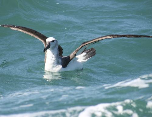 Celebrating World Albatross Day