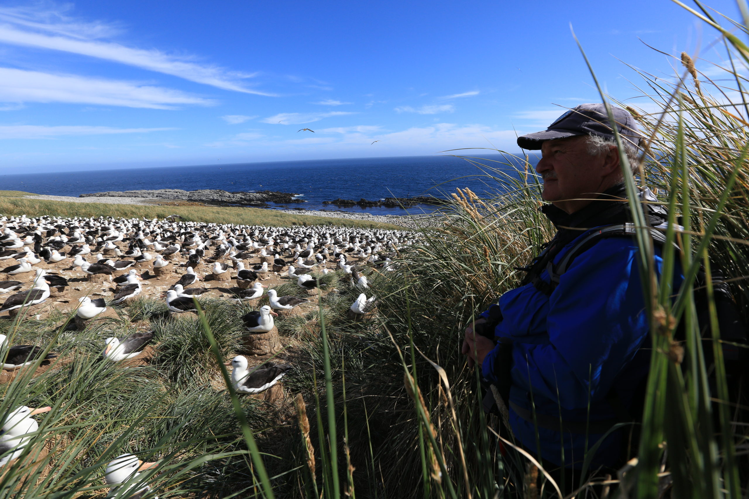 Wilfred Albatross