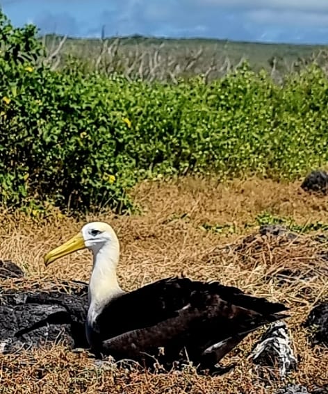 Waved Albatross