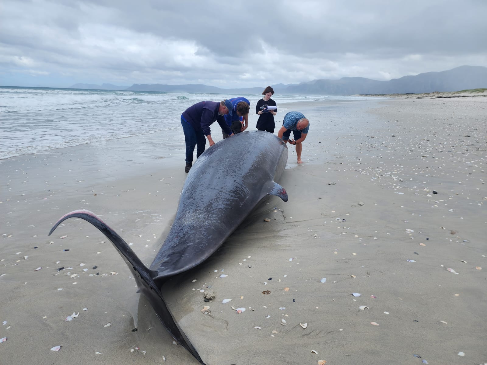 Cuvier Beaked Whale